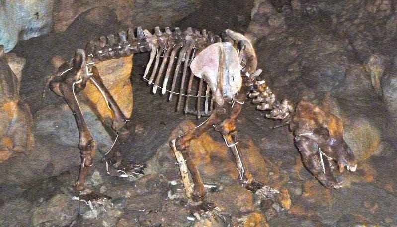 show caves bear cave bear skeleton